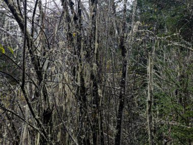 Kış mevsiminde uzun denizde turkuaz su