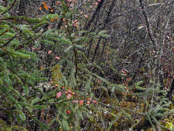 Ramo de pinheiro coberto de musgo — Fotografia de Stock