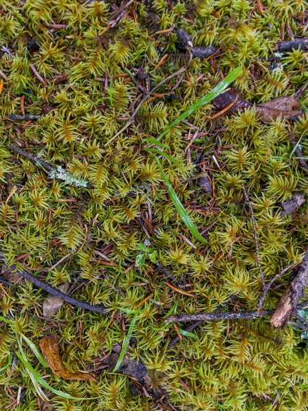 Moss covered pine branch — Stock Photo, Image