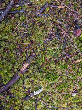 Yosun kaplı çam dalı