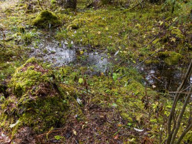 Yosun kaplı çam dalı