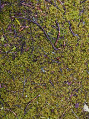 Yosun kaplı çam dalı