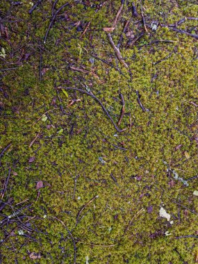 Yosun kaplı çam dalı