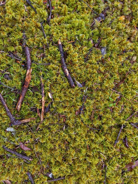 Mechem pokrytá borovicová větev — Stock fotografie