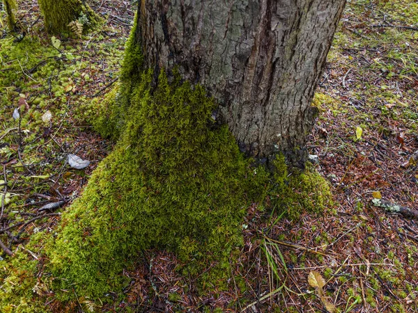 Branche de pin couverte de mousse — Photo