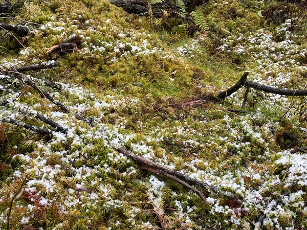 Forêt enneigée. Lac gelé avec des traces de pieds dans la neige épaisse — Photo