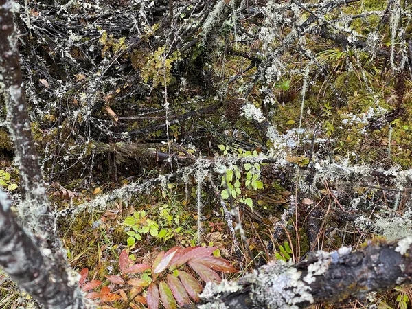Forêt enneigée. Lac gelé avec des traces de pieds dans la neige épaisse — Photo