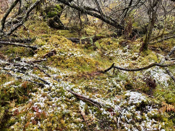 Floresta coberta de neve. Lago congelado com pegadas em neve grossa — Fotografia de Stock