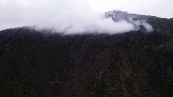 Vue aérienne de drone de forêt d'automne — Video