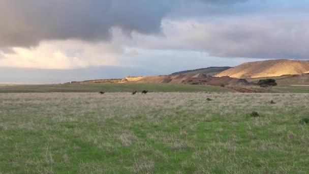 Wild Kangaroos Joeys Open Grass Land Gold Coast Queensland Australia — Wideo stockowe