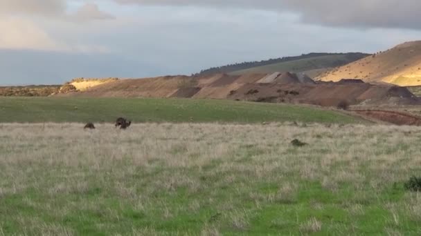 Wild Kangaroos Joeys Open Grass Land Gold Coast Queensland Australia — Stok video