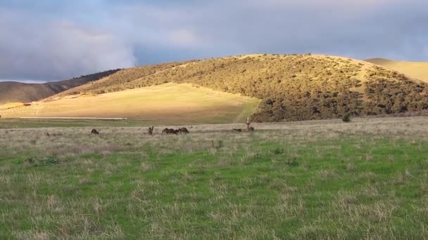 Wild Kangaroos Joeys Open Grass Land Gold Coast Queensland Australia — ストック動画