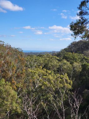Adelaide 'deki Belair Ulusal Parkı. Yüksek kalite fotoğraf