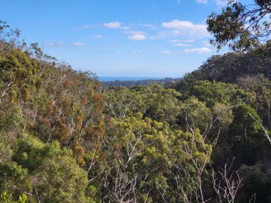Adelaide 'deki Belair Ulusal Parkı. Yüksek kalite fotoğraf