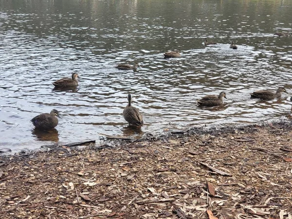 Národní Park Belair Adelaide Kvalitní Fotografie — Stock fotografie