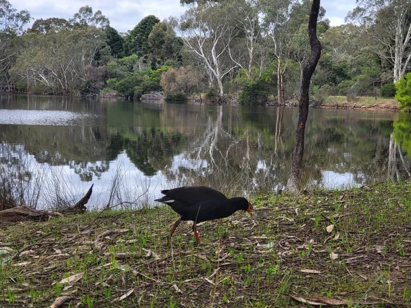 Nationaal Park Belair Adelaide Hoge Kwaliteit Foto — Stockfoto