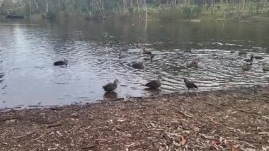 Adelaide 'deki Belair Ulusal Parkı. Yüksek kalite fotoğraf