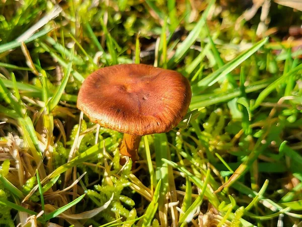 Small Mushrooms Macro High Quality Photo — ストック写真