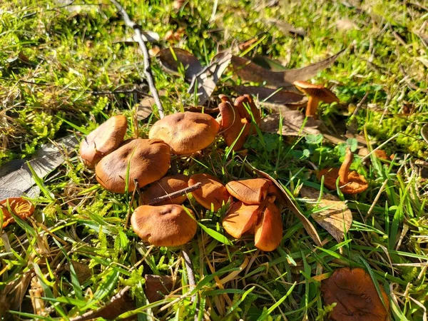 Small Mushrooms Macro High Quality Photo — Stockfoto