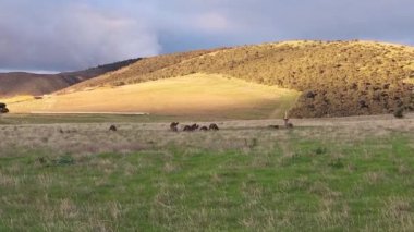 Wild kangaroo in outback, Australia. High quality 4k footage