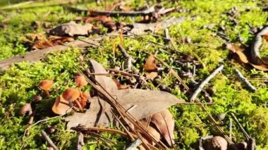 Küçük mantarlar makro. Yüksek kaliteli video