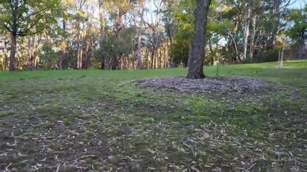 Wild Kangaroo Outback Australia High Quality Footage — Stockvideo