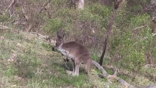 Canguro Selvatico Nell Entroterra Australia Filmati Alta Qualità — Video Stock