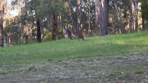 Wild Kangaroo Outback Australia High Quality Footage — Stockvideo