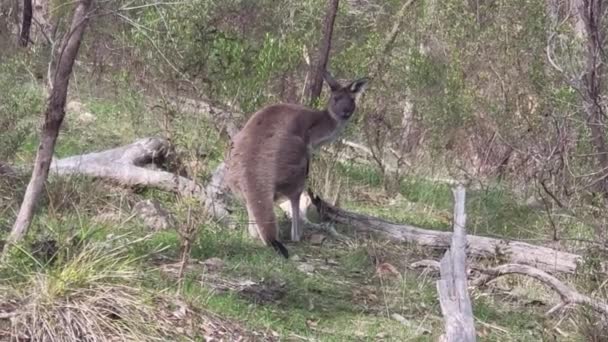 Canguro Selvatico Nell Entroterra Australia Filmati Alta Qualità — Video Stock