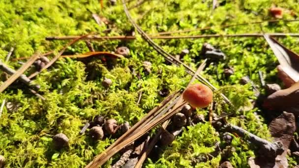 Small Mushrooms Macro High Quality Video — Stock Video