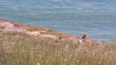 Pembe ve Gri Galahlar. Yüksek kalite 4k görüntü