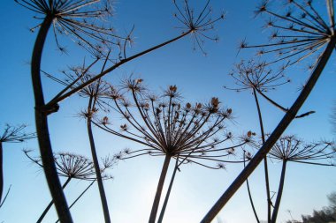 Sonbaharda kuru yaban otları, mavi gökyüzüne karşı çekirdeksiz kızılcıklar..