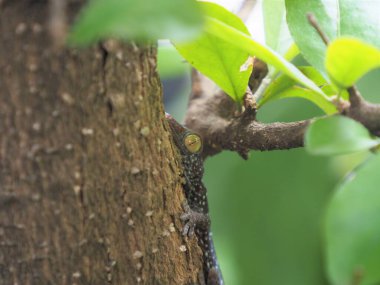 Bir ağaca tünemiş bebek kertenkelenin fotoğrafı