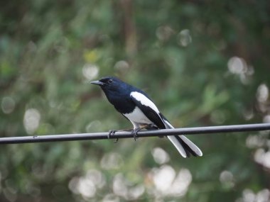 Fotoğraf: Doğulu Magpie Robin