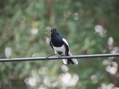 Fotoğraf: Doğulu Magpie Robin