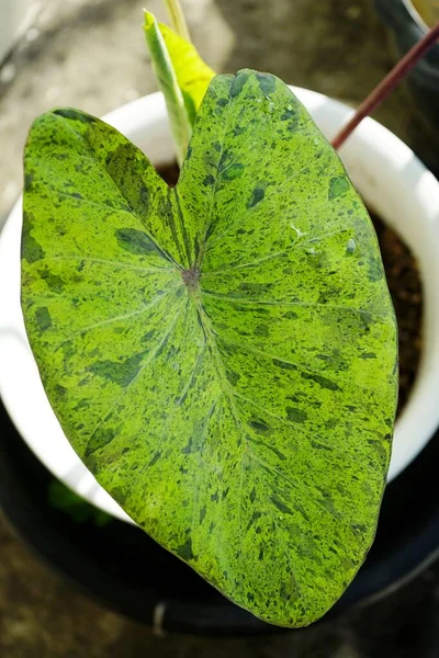 Fechar Foto Colocasia Mojito — Fotografia de Stock