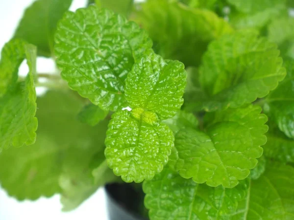 Close Photo Mentha Mint — Stock Photo, Image