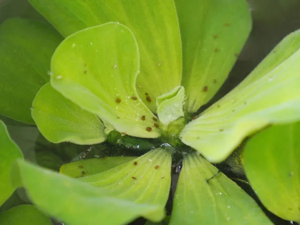 Photo Pucerons Sur Laitue Eau — Photo