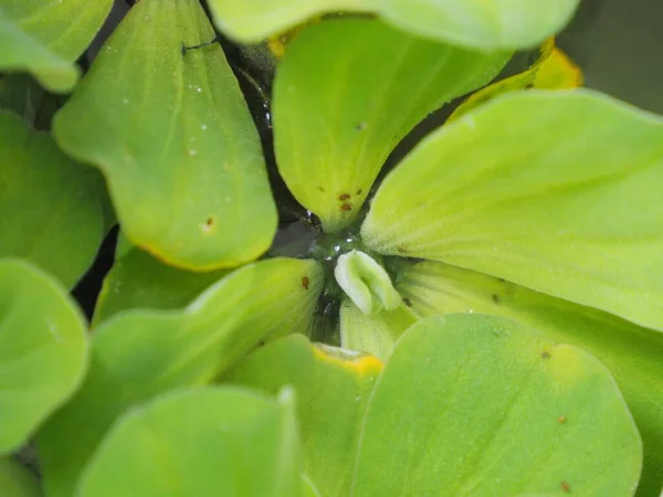水生植物上蚜虫的照片 — 图库照片