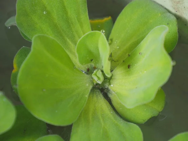 水生植物上蚜虫的照片 — 图库照片