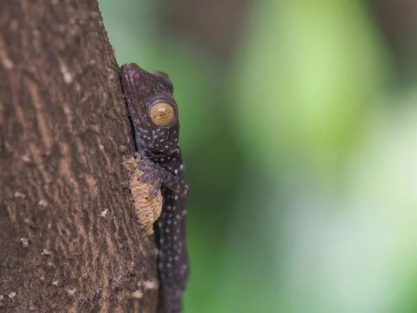 Φωτογραφία Ενός Μωρού Gecko Σκαρφαλωμένου Ένα Δέντρο — Φωτογραφία Αρχείου