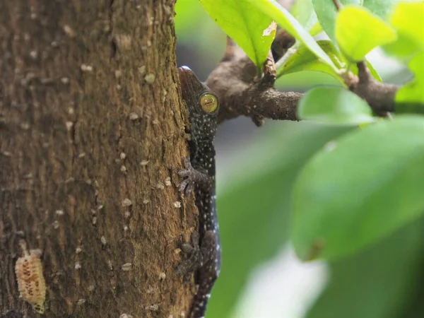 Φωτογραφία Ενός Μωρού Gecko Σκαρφαλωμένου Ένα Δέντρο — Φωτογραφία Αρχείου