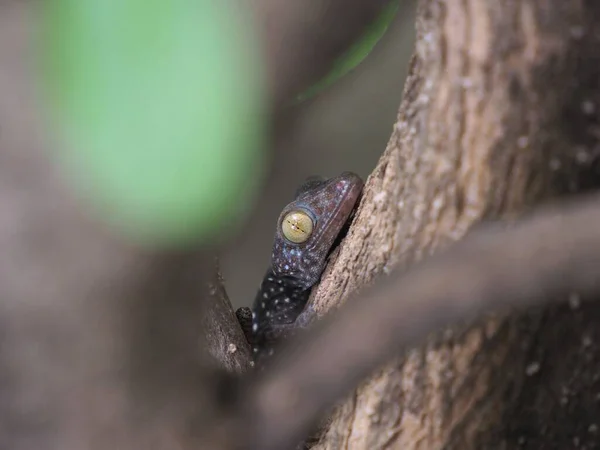 Φωτογραφία Ενός Μωρού Gecko Σκαρφαλωμένου Ένα Δέντρο — Φωτογραφία Αρχείου