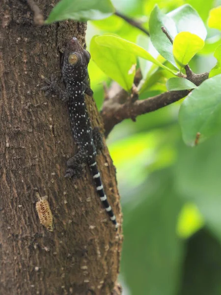 Φωτογραφία Ενός Μωρού Gecko Σκαρφαλωμένου Ένα Δέντρο — Φωτογραφία Αρχείου