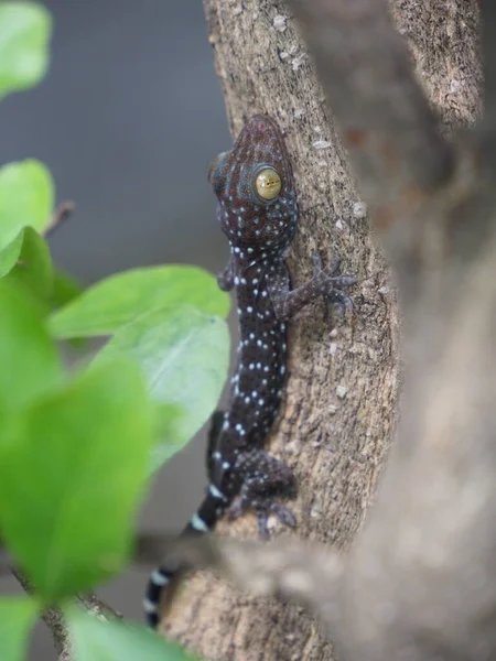 Photo Baby Gecko Perched Tree — Stock Photo, Image