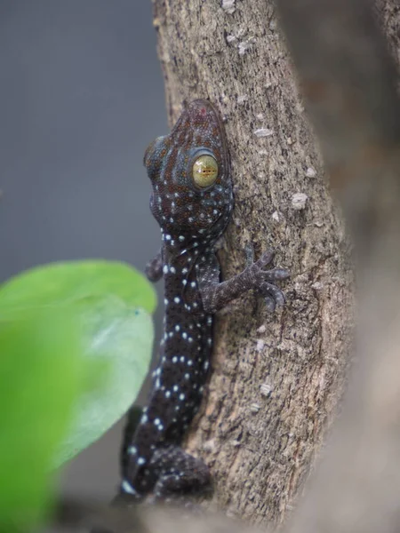 Φωτογραφία Ενός Μωρού Gecko Σκαρφαλωμένου Ένα Δέντρο — Φωτογραφία Αρχείου