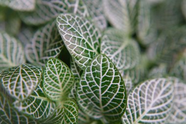 yeşil yaprakların arkaplan fotoğrafı