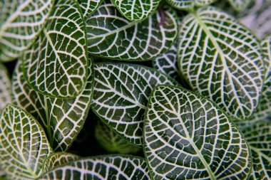 Sinir santralinin yakın plan fotoğrafı.