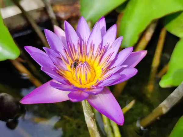 池の蓮の花の写真 — ストック写真