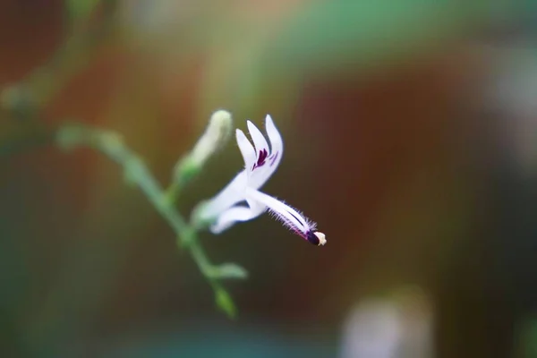 Close Photo Flowers Begonias — Stockfoto